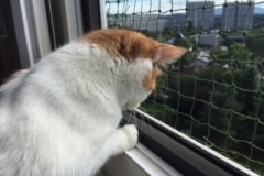 Protection_pour_chat_fenetre_Le_Lignon_2