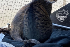 chaterie-sur-fenetre-01