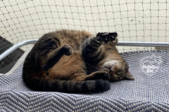 chaterie-sur-fenetre-03