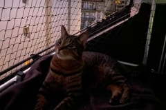 chaterie-sur-fenetre-04