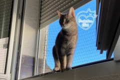 chaterie-sur-fenetre-05