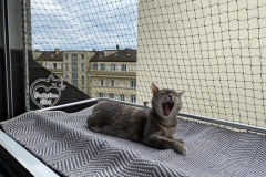 chaterie-sur-fenetre-06