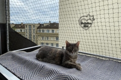 chaterie-sur-fenetre-07