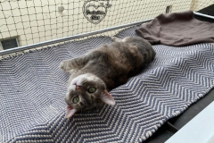 chaterie-sur-fenetre-09