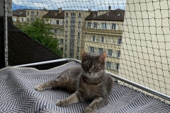 chaterie-sur-fenetre-10