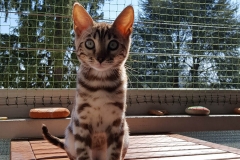 ProtectionChatAlvin2019