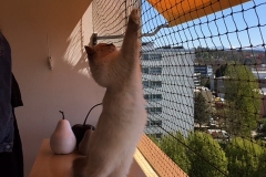 Protection_Chat_Calagan_teste_le_filet_vert