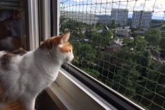 Protection_pour_chat_fenetre_Le_Lignon_1