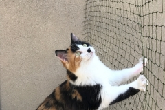 Filet de protection pour chats résistant