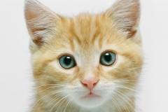 protection-chat_portrait-Lilou