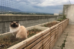 Protection-Chat_securisation_de_terrasse_