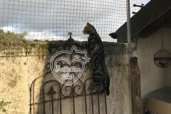 Terrasse-Securisee-ProtectionChat.ch-01