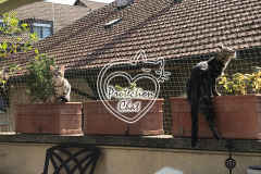 Terrasse-Securisee-ProtectionChat.ch-03