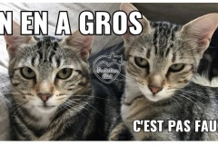 Terrasse-Securisee-ProtectionChat.ch-04