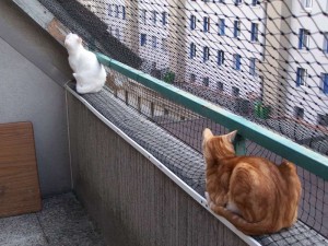 chat_balcon