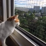 Protection_pour_chat_fenetre_Le_Lignon_1