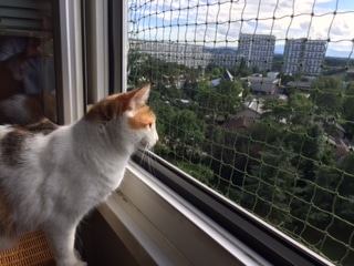 Protection pour chat fenetre - Vernier