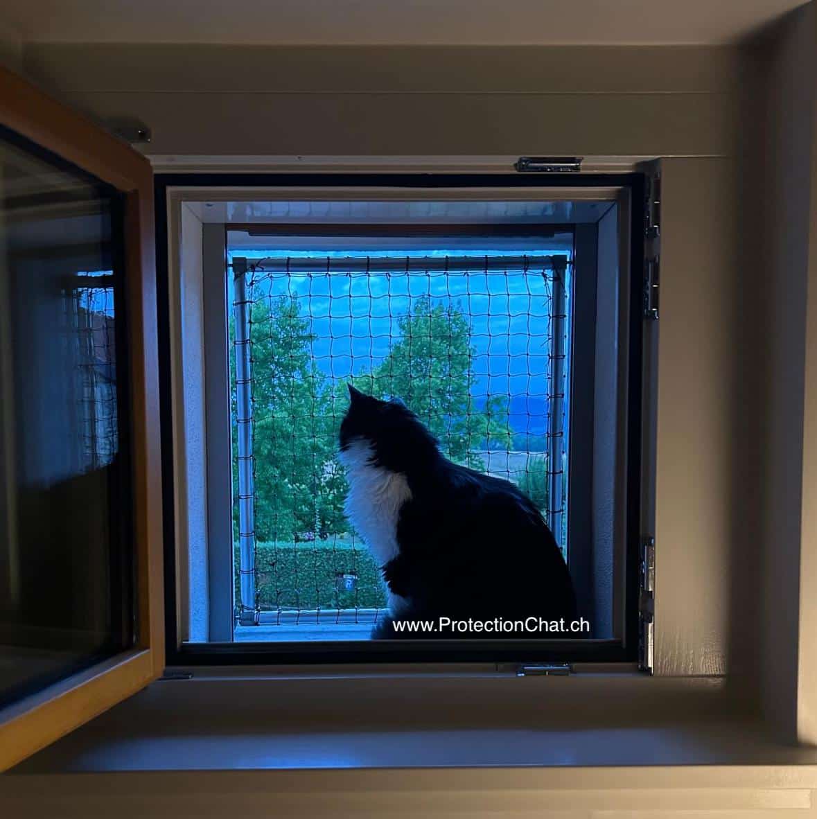 chat-devant-fenetre-protection-chat