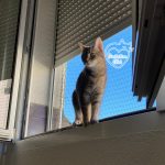 chaterie-sur-fenetre-05