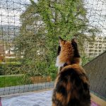 protection-chat-fenetre-cage-de-foot-4